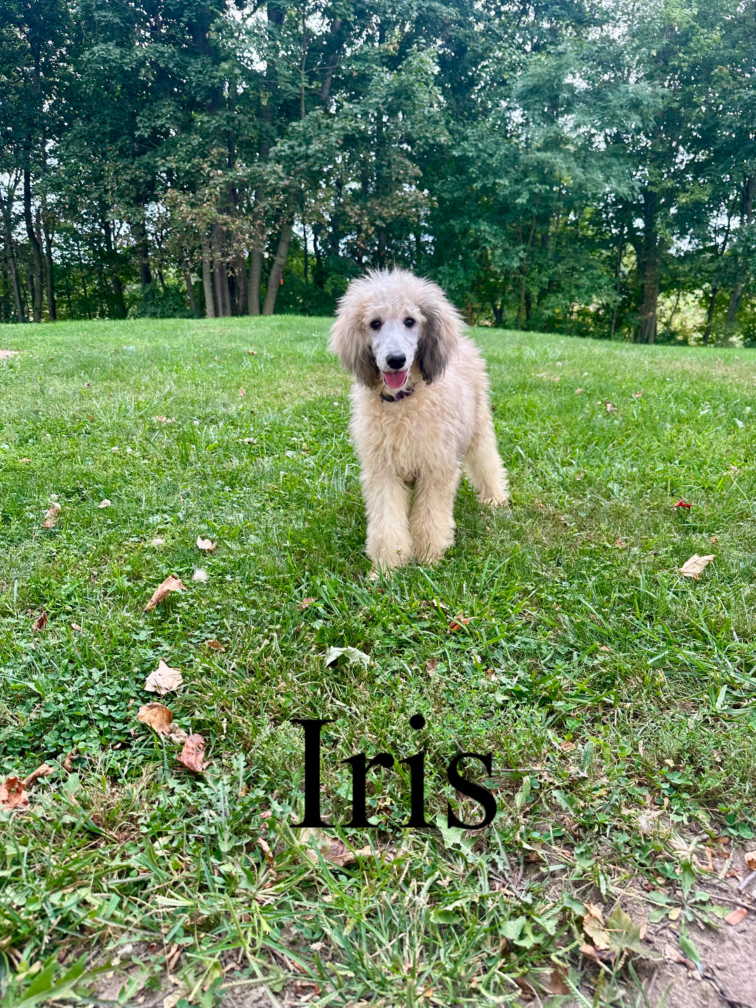 Iris 1